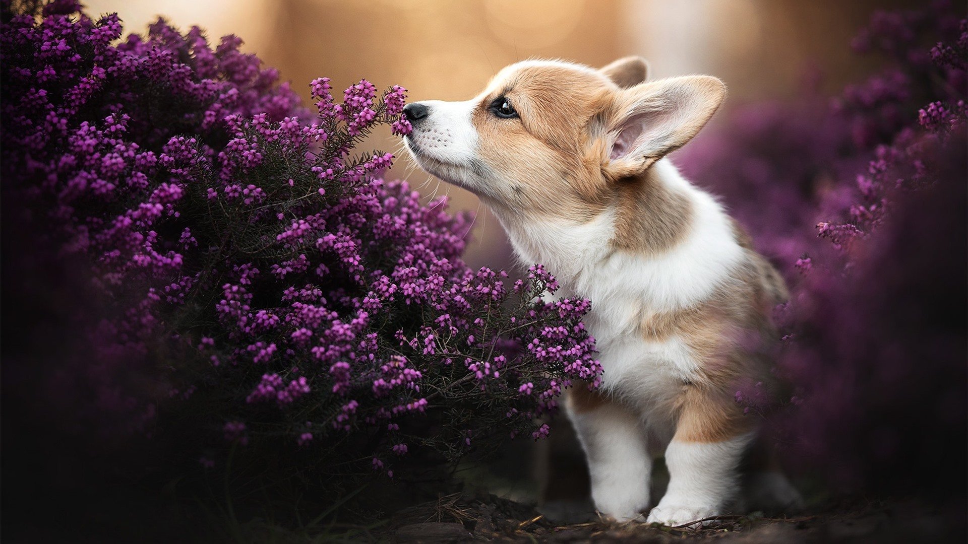 活塞狂胜吉林队,伦纳德化身关键先生,一锤定音定江山
